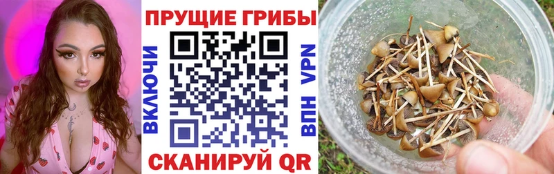 Галлюциногенные грибы Cubensis  Боровичи 